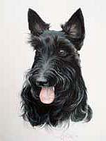 Westalnd Terrier pet portrait